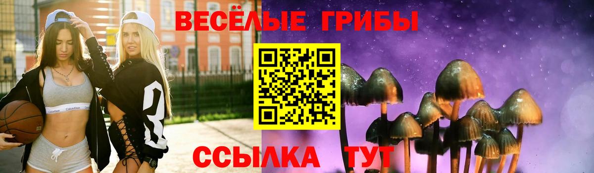 Галлюциногенные грибы Psilocybe Рубцовск